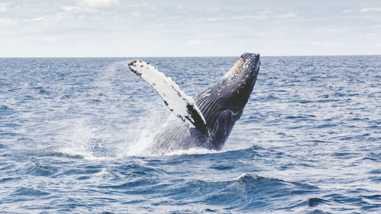 Koliko kalorija pojede plavetni kit u samo jednom zalogaju?